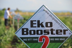 Ogled tretiran sa EkoBooster 2 , organsko đubrivo i biostimulator