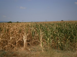 Ogledno polje EkoBooster 2